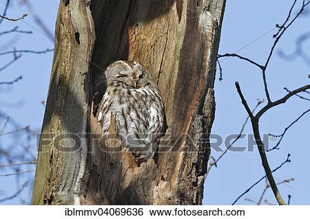 "Tawny Owl (Strix aluco), resting, hiding place in a hollow oak trunk, Middle Elbe Biosphere Reserve, Dessau-Rosslau, Saxony-Anhalt, Germany, Europe" View Large Photo Image Stock Photograph - "Tawny Owl (Strix aluco), resting, hiding place in a hollow oak trunk, Middle Elbe Biosphere Reserve, Dessau-Rosslau, Saxony-Anhalt, Germany, Europe". Fotosearch