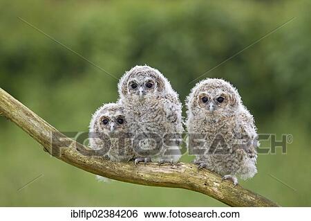 Stock Photograph - "Tawny Owl (Strix aluco), three chicks, perched on branch, captive, England, United Kingdom, Europe". Fotosearch