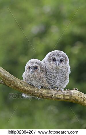 "Tawny Owl (Strix aluco), two chicks, perched on branch, captive, England, United Kingdom, Europe" View Large Photo Image Stock Photo - "Tawny Owl (Strix aluco), two chicks, perched on branch, captive, England, United Kingdom, Europe". Fotosearch