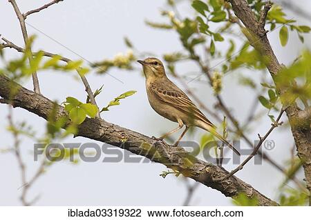 "Tawny Pipit (Anthus campestris), perched on a branch, Hortobagy-Nationalpark, Vajta, Hajdu-Bihar County, Hungary, Europe" View Large Photo Image Stock Image - "Tawny Pipit (Anthus campestris), perched on a branch, Hortobagy-Nationalpark, Vajta, Hajdu-Bihar County, Hungary, Europe". Fotosearch