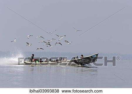 "Taxi boat on Inle Lake with Gulls (Laridae), Shan State, Myanmar, Asia" View Large Photo Image Stock Photo - "Taxi boat on Inle Lake with Gulls (Laridae), Shan State, Myanmar, Asia". Fotosearch