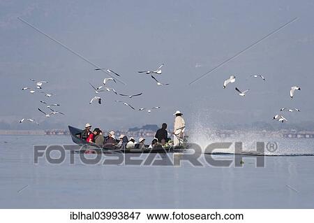 "Taxi boat on Inle Lake with Gulls (Laridae), Shan State, Myanmar, Asia" View Large Photo Image Stock Photo - "Taxi boat on Inle Lake with Gulls (Laridae), Shan State, Myanmar, Asia". Fotosearch