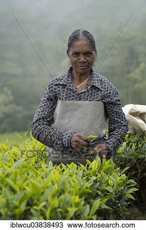 "Tea picker at work, Coonoor, Nilgiri mountains, Tamil Nadu, India, Asia" View Large Photo Image Stock Image - "Tea picker at work, Coonoor, Nilgiri mountains, Tamil Nadu, India, Asia". Fotosearch