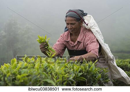 "Tea picker at work, Coonoor, Nilgiri mountains, Tamil Nadu, India, Asia" View Large Photo Image Stock Image - "Tea picker at work, Coonoor, Nilgiri mountains, Tamil Nadu, India, Asia". Fotosearch