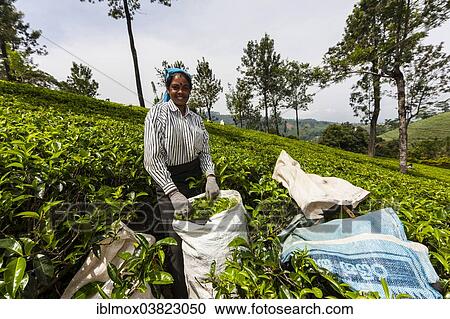 "Tea picker, tea plantation, tea-growing area, Udapalatha, Central Province, Sri Lanka, Asia" View Large Photo Image Stock Image - "Tea picker, tea plantation, tea-growing area, Udapalatha, Central Province, Sri Lanka, Asia". Fotosearch