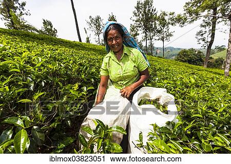 Stock Image - "Tea picker, tea plantation, tea-growing area, Udapalatha, Central Province, Sri Lanka, Asia". Fotosearch
