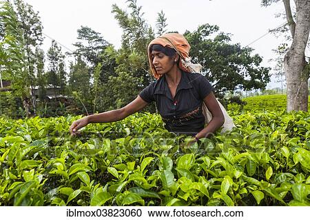 Stock Image - "Tea picker, tea plantation, tea-growing area, Udapalatha, Central Province, Sri Lanka, Asia". Fotosearch