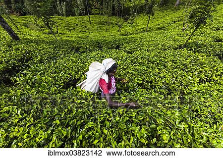 Stock Image - "Tea picker, tea plantation, tea-growing area, Udapalatha, Central Province, Sri Lanka, Asia". Fotosearch