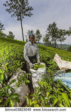 Stock Photo - "Tea picker, tea plantation, tea-growing area, Udapalatha, Central Province, Sri Lanka, Asia". Fotosearch