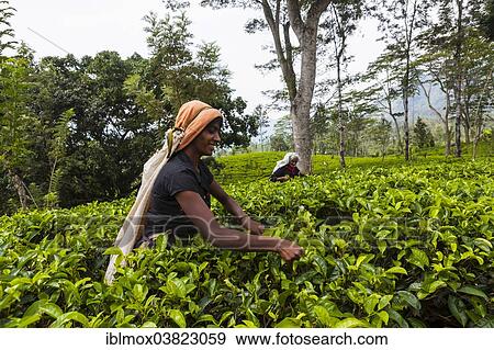 Stock Photo - "Tea picker, tea plantation, tea-growing area, Udapalatha, Central Province, Sri Lanka, Asia". Fotosearch