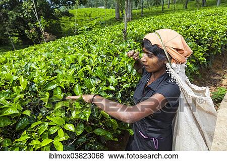 Stock Photo - "Tea picker, tea plantation, tea-growing area, Udapalatha, Central Province, Sri Lanka, Asia". Fotosearch