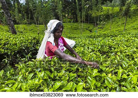 Stock Photo - "Tea picker, tea plantation, tea-growing area, Udapalatha, Central Province, Sri Lanka, Asia". Fotosearch
