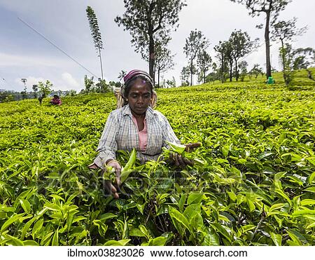 "Tea picker, tea plantation, tea-growing area, Udapalatha, Central Province, Sri Lanka, Asia" View Large Photo Image Stock Photograph - "Tea picker, tea plantation, tea-growing area, Udapalatha, Central Province, Sri Lanka, Asia". Fotosearch