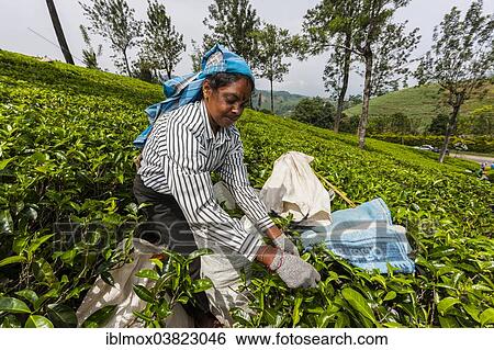Stock Photograph - "Tea picker, tea plantation, tea-growing area, Udapalatha, Central Province, Sri Lanka, Asia". Fotosearch