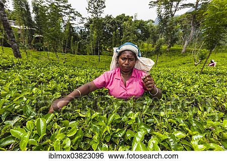Stock Photograph - "Tea picker, tea plantation, tea-growing area, Udapalatha, Central Province, Sri Lanka, Asia". Fotosearch