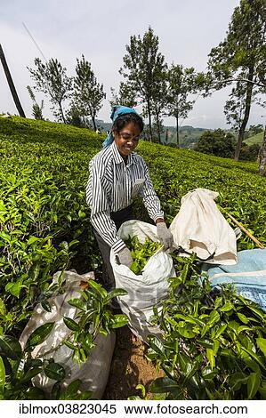 Stock Photography - "Tea picker, tea plantation, tea-growing area, Udapalatha, Central Province, Sri Lanka, Asia". Fotosearch