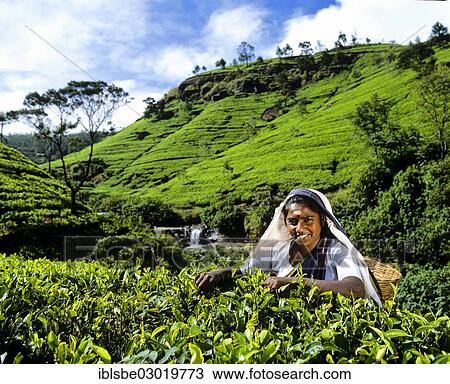"Tea picker working on a tea plantation, tea cultivation in the highlands, Nuwara Eliya, Zentralprovinz, Sri Lanka, Asia" View Large Photo Image Stock Image - "Tea picker working on a tea plantation, tea cultivation in the highlands, Nuwara Eliya, Zentralprovinz, Sri Lanka, Asia". Fotosearch