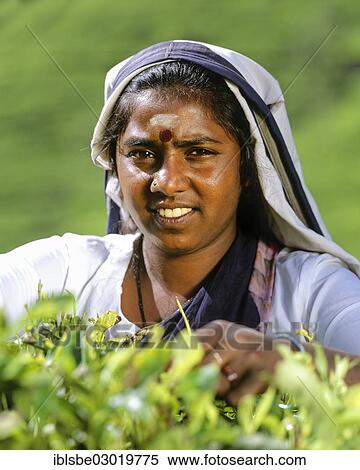 Stock Photography - "Tea picker working on a tea plantation, tea cultivation in the highlands, Nuwara Eliya, Zentralprovinz, Sri Lanka, Asia". Fotosearch