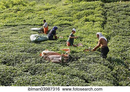 "Tea pickers in tea plantation, Ardesen, Rize Province, Pontic Mountains, Black Sea Region, Turkey, Asia" View Large Photo Image Stock Photograph - "Tea pickers in tea plantation, Ardesen, Rize Province, Pontic Mountains, Black Sea Region, Turkey, Asia". Fotosearch