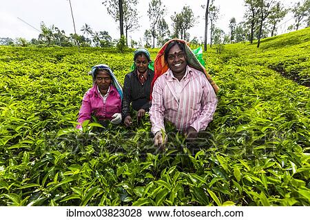 Stock Photo - "Tea pickers, tea plantation, tea-growing area, Udapalatha, Central Province, Sri Lanka, Asia". Fotosearch