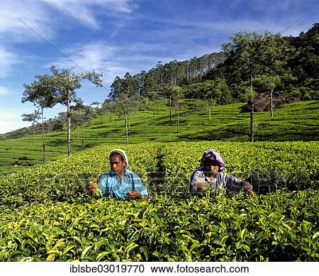Stock Image - "Tea pickers working on a tea plantation, tea cultivation in the highlands, Nuwara Eliya, Zentralprovinz, Sri Lanka, Asia". Fotosearch