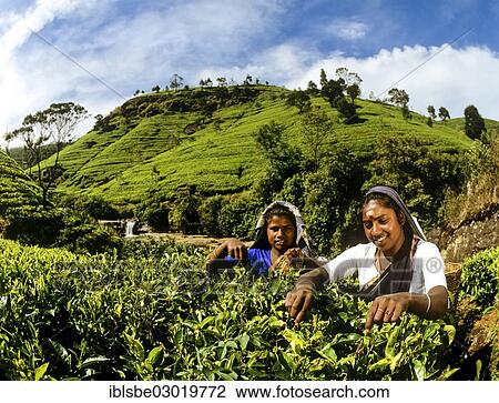 Stock Image - "Tea pickers working on a tea plantation, tea cultivation in the highlands, Nuwara Eliya, Zentralprovinz, Sri Lanka, Asia". Fotosearch