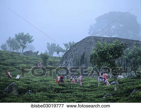 Stock Photo - "Tea pickers working on a tea plantation, tea cultivation in the highlands, fog, Nuwara Eliya, Zentralprovinz, Sri Lanka, Asia". Fotosearch