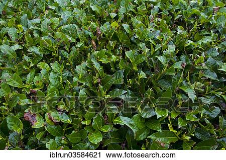 "Tea plant (Camellia sinensis), near Mount Hagen, Western Highlands Province, Papua New Guinea, Oceania" View Large Photo Image Stock Image - "Tea plant (Camellia sinensis), near Mount Hagen, Western Highlands Province, Papua New Guinea, Oceania". Fotosearch