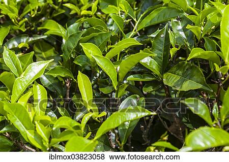 Stock Photo - "Tea plant, tea plantation, tea-growing area, Udapalatha, Central Province, Sri Lanka, Asia". Fotosearch