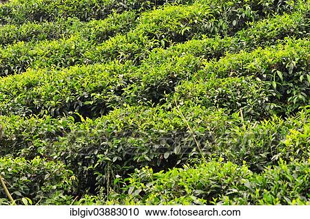 "Tea plantation, Ella, Uva, Sri Lanka, Asia" View Large Photo Image Stock Image - "Tea plantation, Ella, Uva, Sri Lanka, Asia". Fotosearch