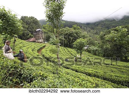 Stock Image - "Tea plantation, Knuckles Range, Sri Lanka, Asia". Fotosearch