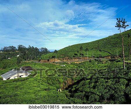 Stock Photography - "Tea plantation, tea cultivation in the highlands, Nuwara Eliya, Zentralprovinz, Sri Lanka, Asia". Fotosearch