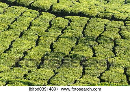 Stock Photo - "Tea plantations, 1600m, Munnar, Kerala, Western Ghats, India, Asia". Fotosearch