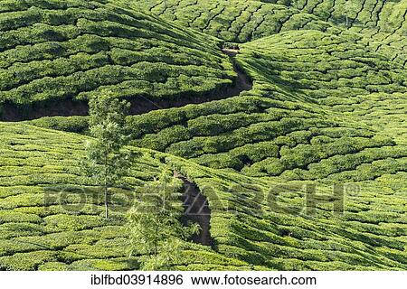 "Tea plantations, 1600m, Munnar, Kerala, Western Ghats, India, Asia" View Large Photo Image Stock Photograph - "Tea plantations, 1600m, Munnar, Kerala, Western Ghats, India, Asia". Fotosearch