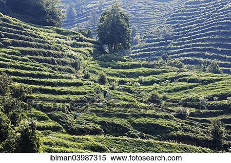 "Tea plantations, Trabzon Province, Pontic Mountains, Black Sea Region, Turkey, Asia" View Large Photo Image Stock Photography - "Tea plantations, Trabzon Province, Pontic Mountains, Black Sea Region, Turkey, Asia". Fotosearch