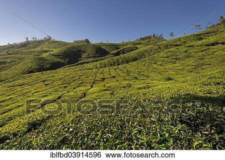 "Tea plantations under a blue sky, 1600m, Munnar, Kerala, Western Ghats, India, Asia" View Large Photo Image Stock Photograph - "Tea plantations under a blue sky, 1600m, Munnar, Kerala, Western Ghats, India, Asia". Fotosearch