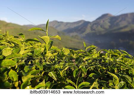 "Tea plants on a tea plantation, 1600m, Munnar, Kerala, Western Ghats, India, Asia" View Large Photo Image Stock Image - "Tea plants on a tea plantation, 1600m, Munnar, Kerala, Western Ghats, India, Asia". Fotosearch