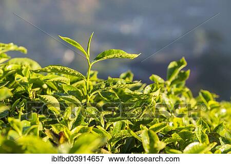 Stock Photo - "Tea plants on a tea plantation, Munnar, Kerala, Western Ghats, India, Asia". Fotosearch
