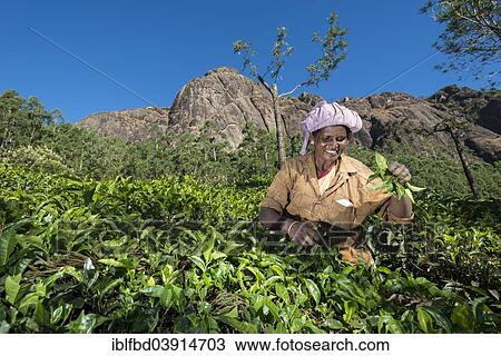 "Tea plucker picking tea leaves by hand, tea plantation, 1600m, Munnar, Kerala, Western Ghats, India, Asia" View Large Photo Image Stock Image - "Tea plucker picking tea leaves by hand, tea plantation, 1600m, Munnar, Kerala, Western Ghats, India, Asia". Fotosearch