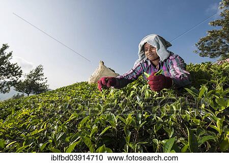 Stock Image - "Tea plucker picking tea leaves by hand, tea plantation, 1600m, Munnar, Kerala, Western Ghats, India, Asia". Fotosearch