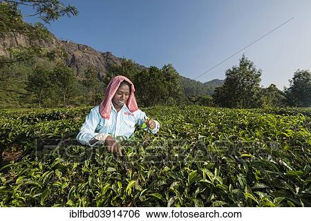 Stock Photograph - "Tea plucker picking tea leaves by hand, tea plantation, 1600m, Munnar, Kerala, Western Ghats, India, Asia". Fotosearch