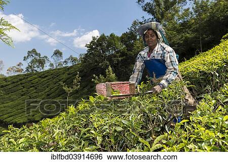 "Tea plucker using scissors to cut off tea leaves, tea plantation, 1600m, Munnar, Kerala, Western Ghats, India, Asia" View Large Photo Image Stock Photograph - "Tea plucker using scissors to cut off tea leaves, tea plantation, 1600m, Munnar, Kerala, Western Ghats, India, Asia". Fotosearch