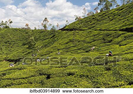 "Tea pluckers in the tea fields, tea plantation, 1600m, Munnar, Kerala, Western Ghats, India, Asia" View Large Photo Image Stock Photo - "Tea pluckers in the tea fields, tea plantation, 1600m, Munnar, Kerala, Western Ghats, India, Asia". Fotosearch