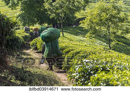 Stock Image - "Tea pluckers walking down a path on a tea plantation, 1600m, Munnar, Kerala, Western Ghats, India, Asia". Fotosearch