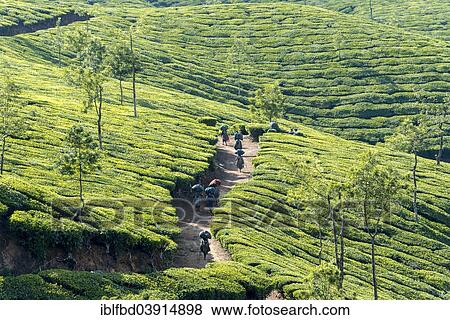 "Tea pluckers walking down a path on a tea plantation, 1600m, Munnar, Kerala, Western Ghats, India, Asia" View Large Photo Image Stock Photo - "Tea pluckers walking down a path on a tea plantation, 1600m, Munnar, Kerala, Western Ghats, India, Asia". Fotosearch