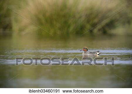 "Teal (Anas crecca), male, Haren, Emsland, Lower Saxony, Germany, Europe" View Large Photo Image Stock Image - "Teal (Anas crecca), male, Haren, Emsland, Lower Saxony, Germany, Europe". Fotosearch