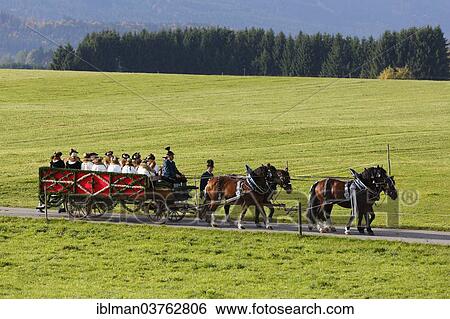 "Team of horses, Leonhardiritt or Leonhardifahrt procession, Wildsteig, Pfaffenwinkel region, Upper Bavaria, Bavaria, Germany, Europe" View Large Photo Image Stock Photograph - "Team of horses, Leonhardiritt or Leonhardifahrt procession, Wildsteig, Pfaffenwinkel region, Upper Bavaria, Bavaria, Germany, Europe". Fotosearch