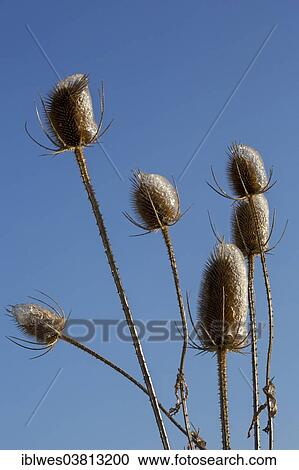 Stock Image - "Teasels (Dipsacus), coated with ice, Pennsylvania, United States, North America". Fotosearch