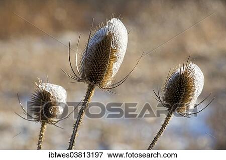 "Teasels (Dipsacus), coated with ice, Pennsylvania, United States, North America" View Large Photo Image Stock Photo - "Teasels (Dipsacus), coated with ice, Pennsylvania, United States, North America". Fotosearch