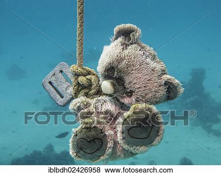 "Teddy bear as a guide or target marker for scuba divers, Red Sea, Egypt, Africa" View Large Photo Image Stock Photo - "Teddy bear as a guide or target marker for scuba divers, Red Sea, Egypt, Africa". Fotosearch